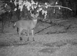 Tactacam Reveal X 3.0 Cellular Camera